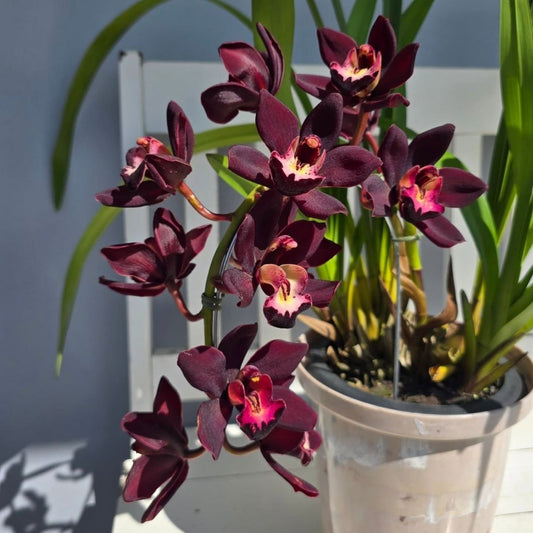 Premium Live Cymbidium Orchid Plant - Exotic Multi-Blooming Outdoor & Indoor Flower Plant