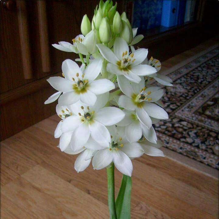 Ornithogalum chincherinchee white bulbs star of bethlehem flower bulbs with star-shaped white flowers
