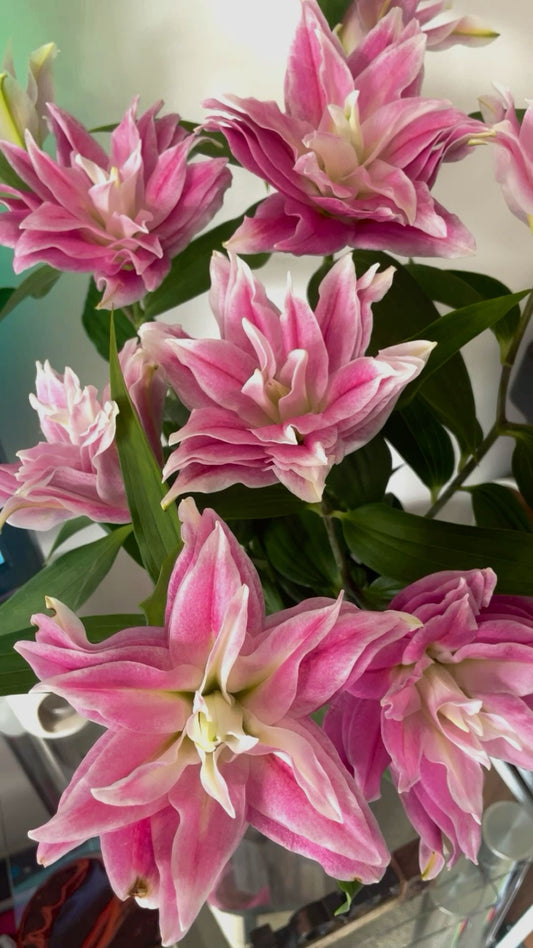 Imported Double Oriental Lily Flower Bulbs – Pack of 2 Premium Bulbs