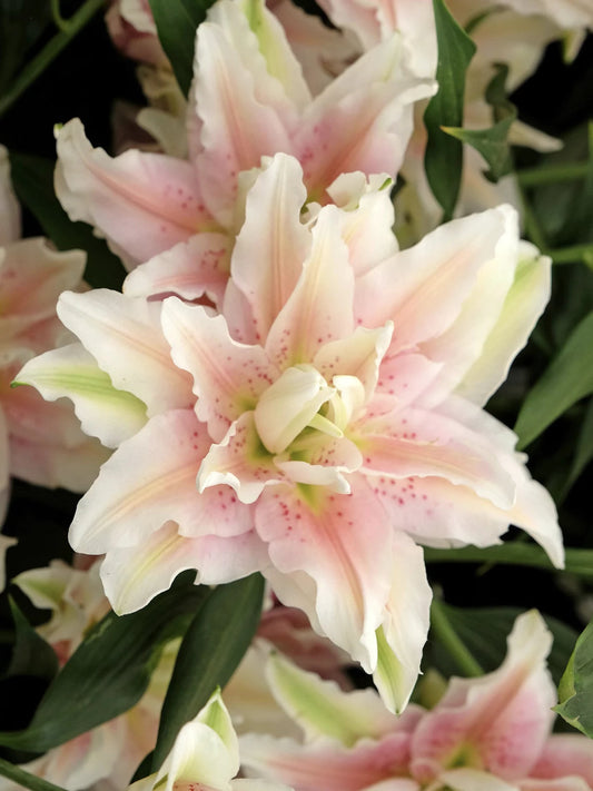 Imported Double Oriental Lily Flower Bulbs – Pack of 2 Premium Bulbs