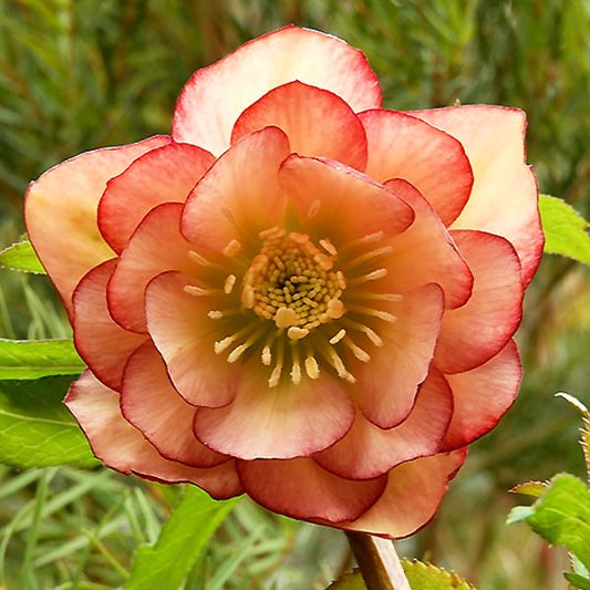 Premium Imported Hellebore Flower Bulb (Pack of 1)