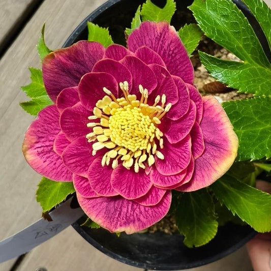 Premium Imported Hellebore Flower Bulb (Pack of 1)