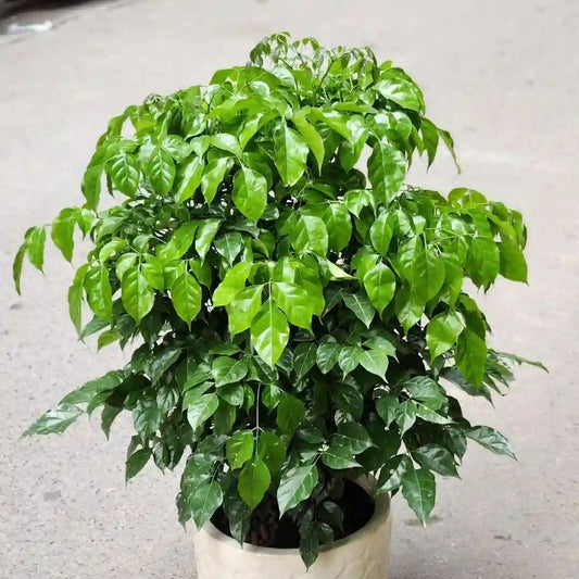 Elegant Indoor China Doll Plant (3 Feet, Live Plant)