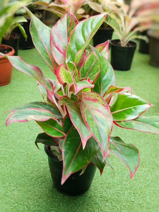 Aglaonema Live Indoor Plant (Pack of 1) – Low-Maintenance Chinese Evergreen