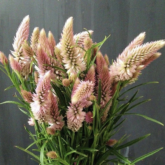 Celosia Flower Seeds | Vibrant Mixed Color Annual Bloom Seeds