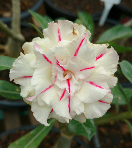 Adenium Desert Rose Live Plant Pack of 1 | Exotic Flowering Succulent Plant