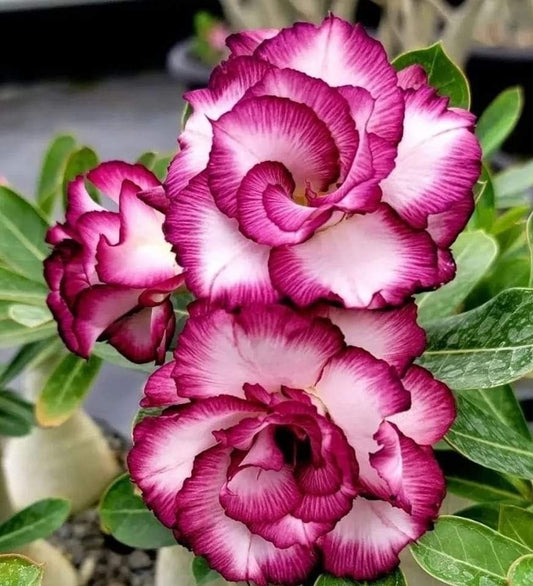 Adenium Desert Rose Live Plant Pack of 1 | Exotic Flowering Succulent Plant