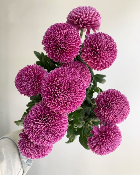 Imported Chrysanthemum Flower Seeds (70–80 Seeds) |  Blooming Garden Flower Seeds