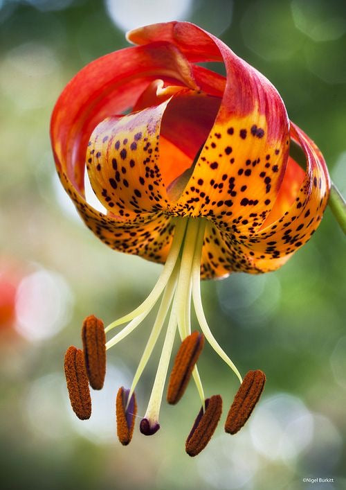 Tiger Lily Flower Bulbs (Pack of 2)