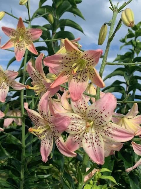Tiger Lily Flower Bulbs Pack of 2 | Exotic Lilium Bulbs