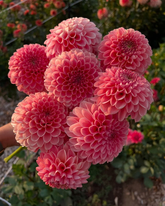 Imported Dahlia Flower Bulbs Pack of 2 | Large Blooming Flower Bulbs for Home Garden