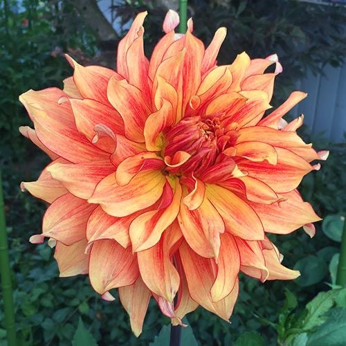 Imported Dahlia Flower Bulbs Pack of 2 | Large Blooming Flower Bulbs for Home Garden
