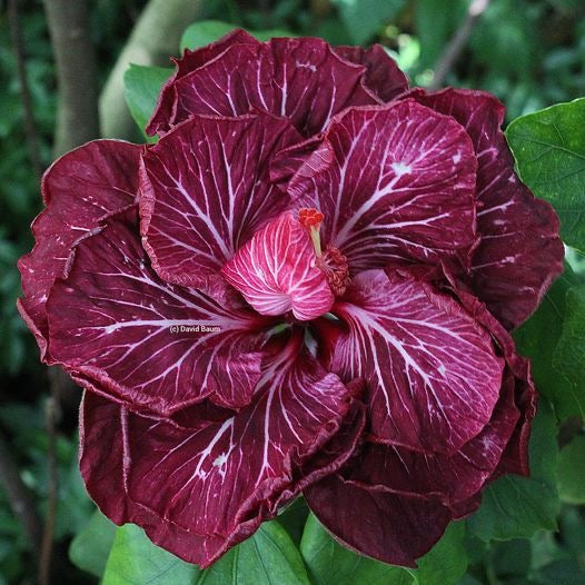 Imported Hibiscus Flower Plant – Pack of 1 Live Plant | Exotic Blooming Outdoor & Balcony Plant
