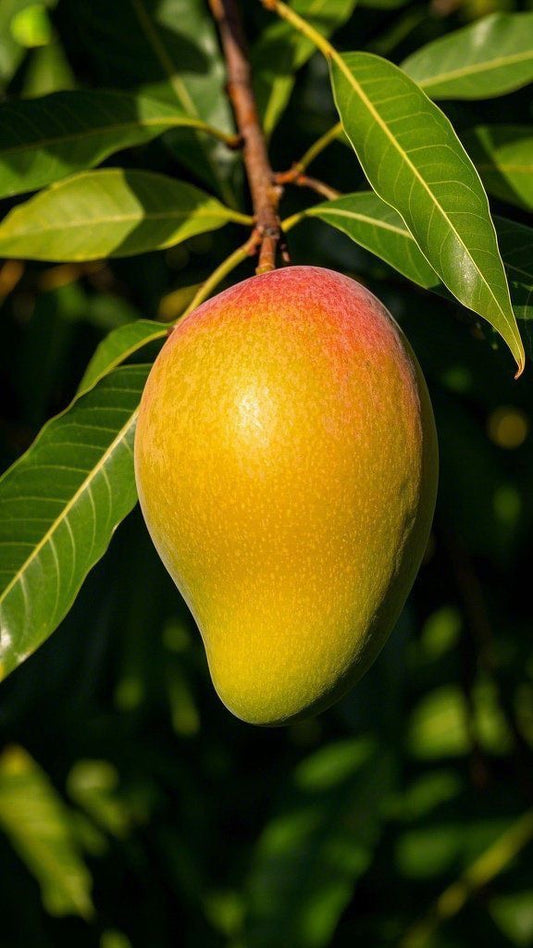 Imported Mango Fruit Plant (Pack of 1) | Live Grafted Mango Plant for Home Garden  | High Yield Fruit Plant