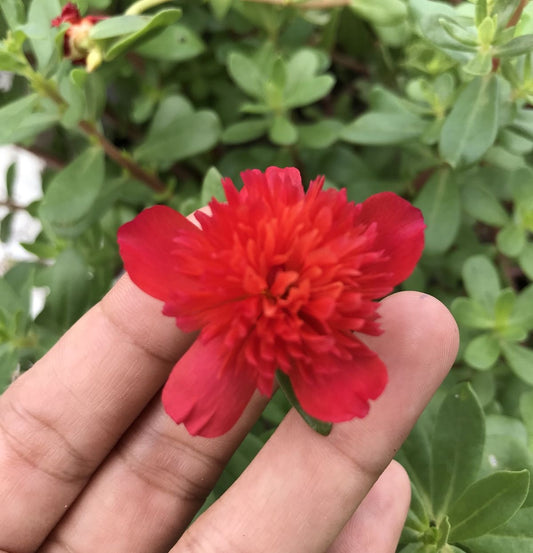 Portulaca Flower Plants Pack of 10 Live Plants | Moss Rose | Multicolor Blooming Succulent |