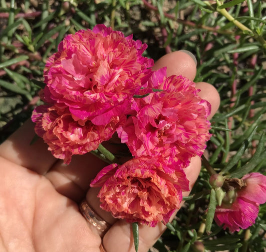 Portulaca Flower Plants Pack of 10 Live Plants | Moss Rose | Multicolor Blooming Succulent |