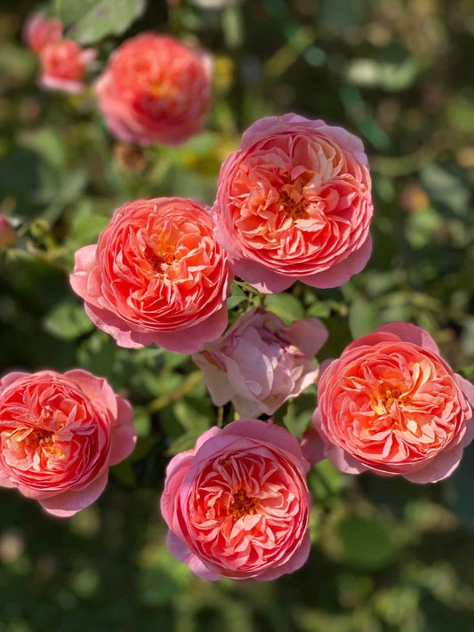 David Austin Rose Plant  – Pack of 1  | Premium English Rose | Fragrant Flowering Plant