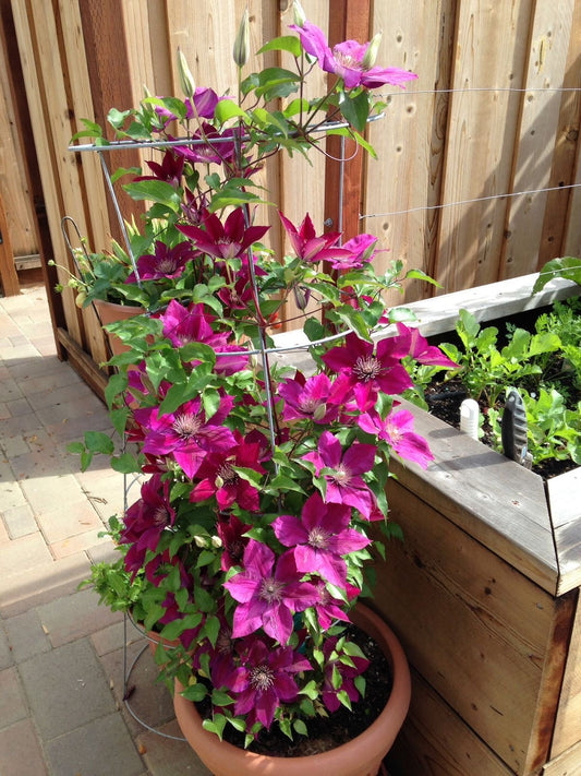 Imported Clematis Flower Plant | Live Climbing Flower Plant | Pack of 1