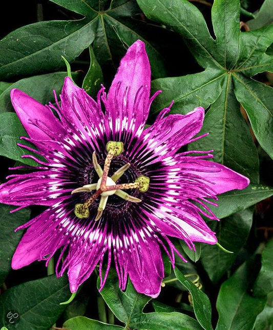 Imported Passion Flower Live Plant | Passiflora Climbing Vine | Pack of 1