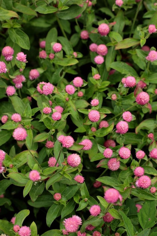 Gomphrena Strawberry Flower Seeds | Pack of 100 Premium Seeds |