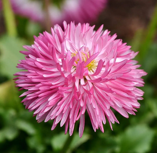 China Asters Flower Seeds | Pack of 100 Premium Seeds |