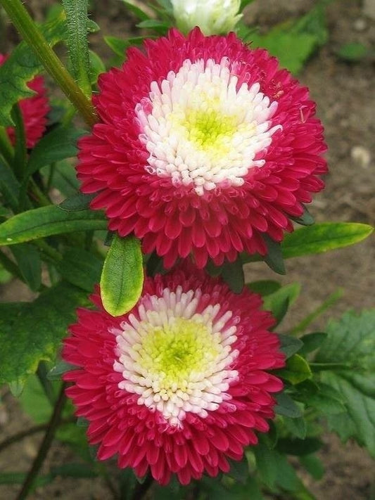 China Asters Flower Seeds | Pack of 100 Premium Seeds |