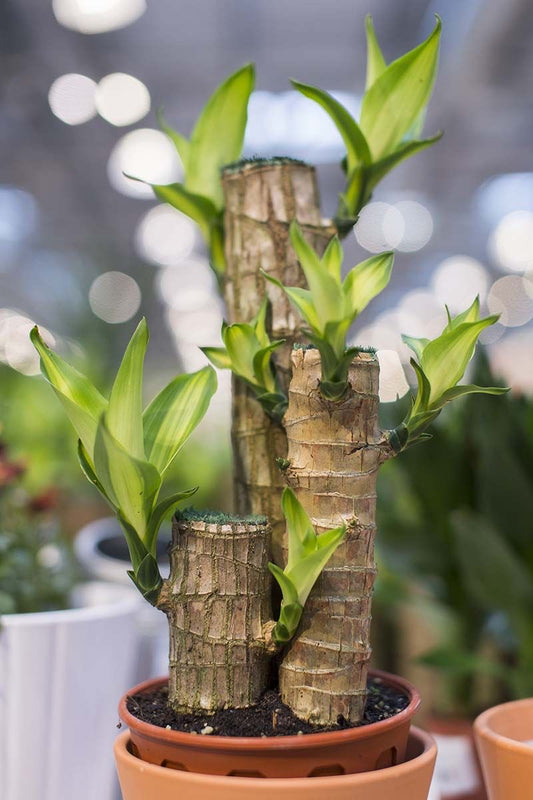 Brazilian Wood Plant – 3 Plants in One Pot (2 Feet Tall) | Live Indoor Lucky Plant