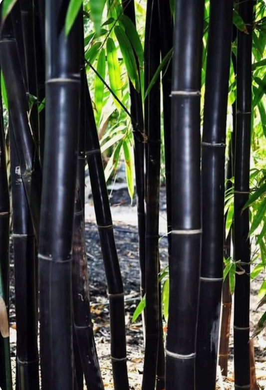 Bamboo Seeds Pack of 50–70 Seeds | Fast Growing Ornamental & Garden Plant Seeds