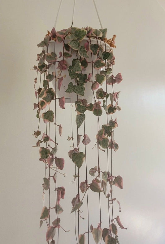 Variegated String of Hearts Live Plant – Pack of 1 | Rare Trailing Indoor Succulent