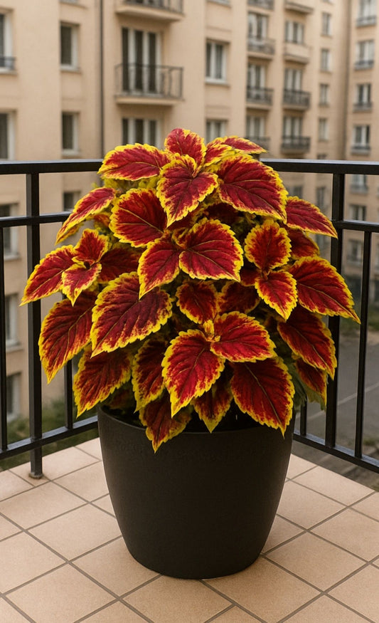 Coleus Flower Seeds ( 100 Seeds)