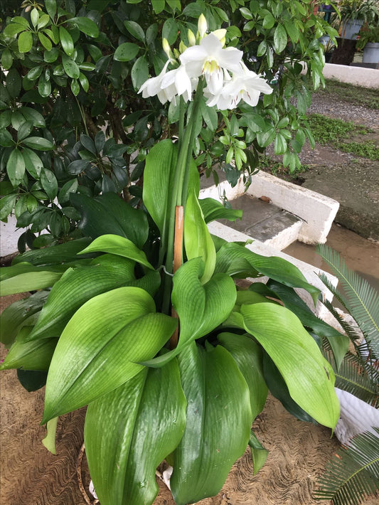 Eucharis Amazon Lily Flower Bulbs | White Fragrant Flowering Bulbs for Home Garden