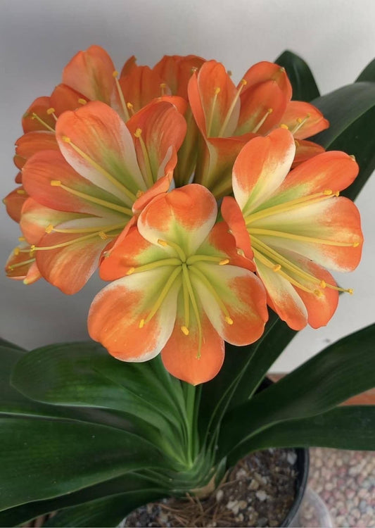 Clivia Flower Plant Bulbs (Pack of 2) | Premium Orange Clivia Lily Bulbs for Home Garden & Pots