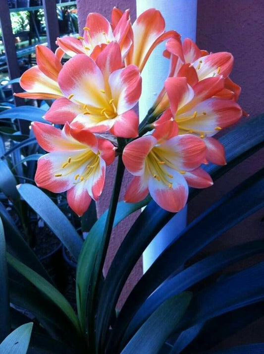 Clivia Flower Plant Bulbs (Pack of 2) | Premium Orange Clivia Lily Bulbs for Home Garden & Pots