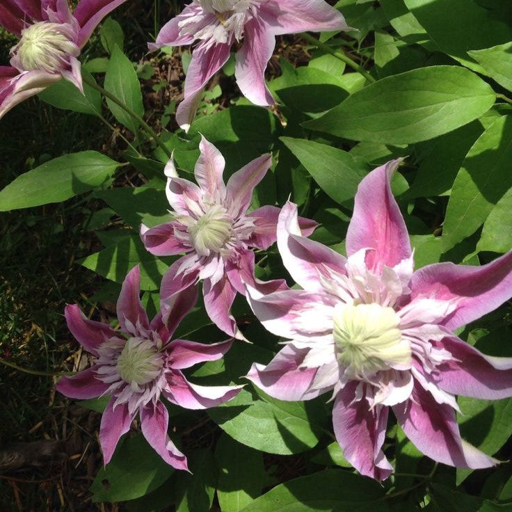 Clematis Raspberry Double Buy Clematis Double Flower Online India | Climber Plant ...