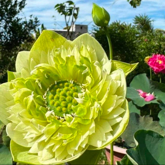 Large green lotus flower with a clear blue sky in the background