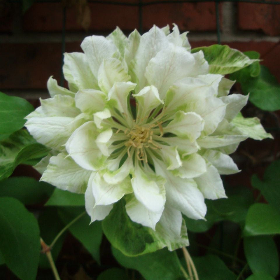 Large white flower with green leaves against a brick wall background