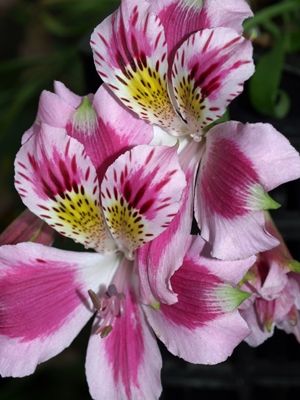 alstroemeria peruvian lily colorful flowers blooming garden India