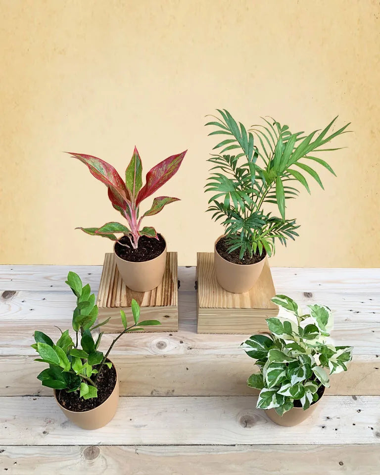 Indoor Plants