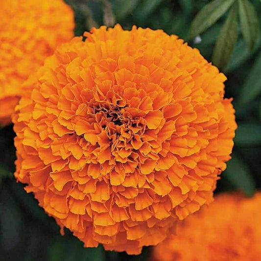 Marigold Inca Orange Flower Seeds, Imported Flower Seeds 40-50