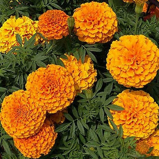 Marigold Hazara Flower Seeds, Imported Flower Seeds 50-100