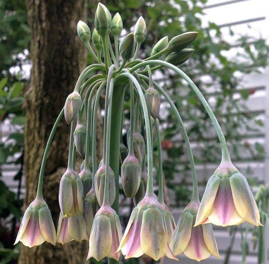 Nectaroscordum siculum – Ornamental Allium