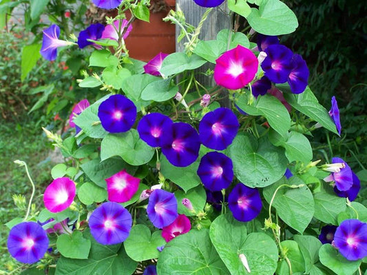 Morning Glory Flower Seeds, Imported Seeds 50-100