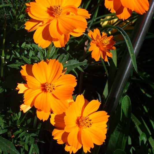 Orange flowers with green leaves on a dark background