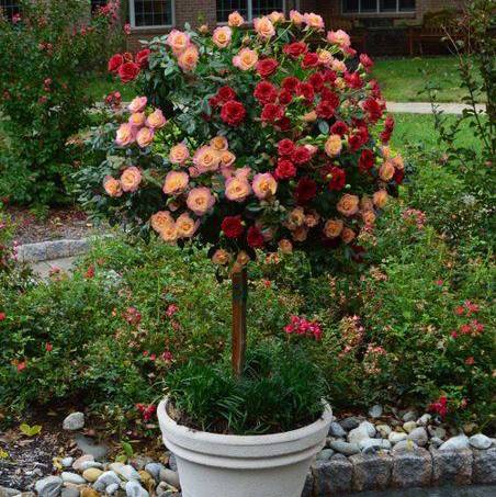 Standing Rose Buy Standing Rose Plant Online India | Premium Flower ...