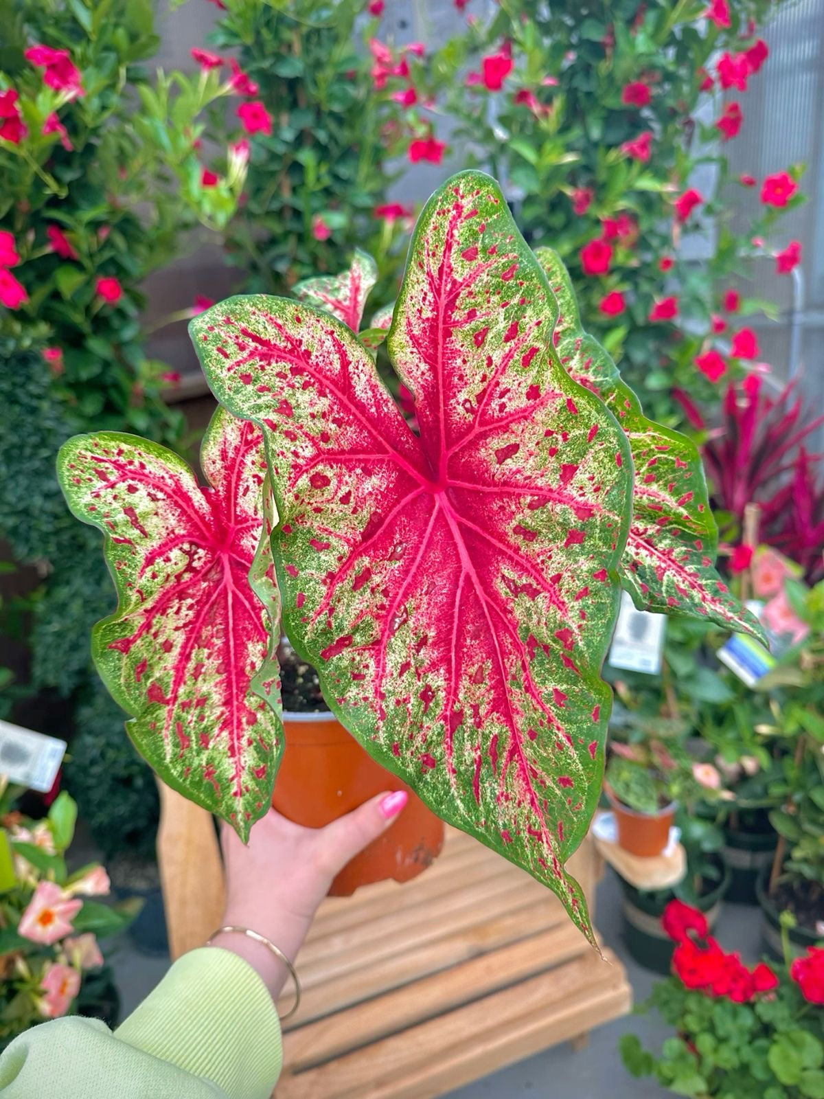 Person holding a polka dot plant with pink and green leaves in a garden setting.
