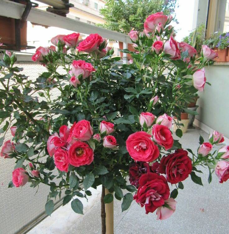 Standing Rose Buy Standing Rose Plant Online India | Premium Flower ...