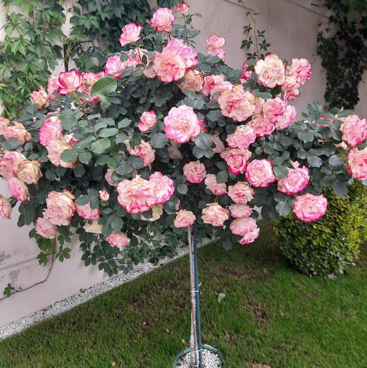 standing rose plant blooming flowers garden India