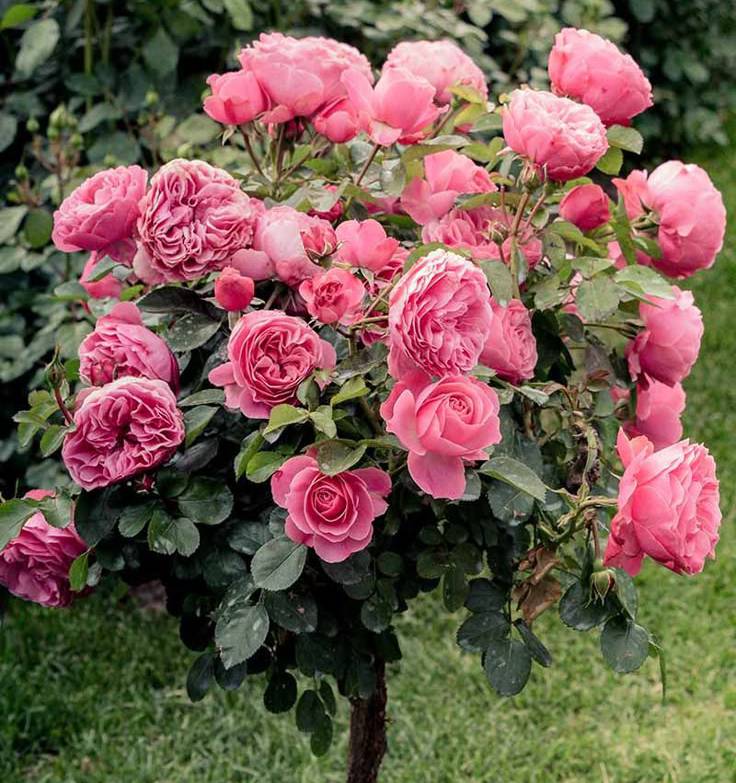 Standing Rose Buy Standing Rose Plant Online India | Premium Flower ...