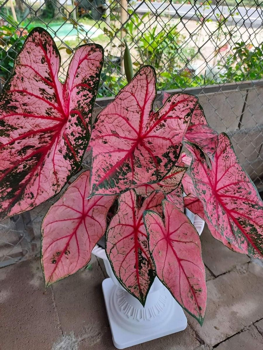 Pink and green leafed plant in a pot on a stone surface with a blurred outdoor background