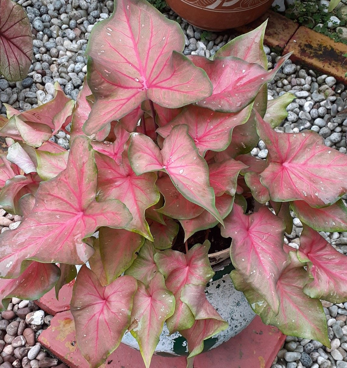 Pink and green leaves of a Caladium plant on a pebble-covered ground.